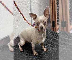 Chihuahua Dogs for adoption in Tracy, CA, USA