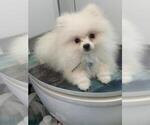 Small Pomeranian