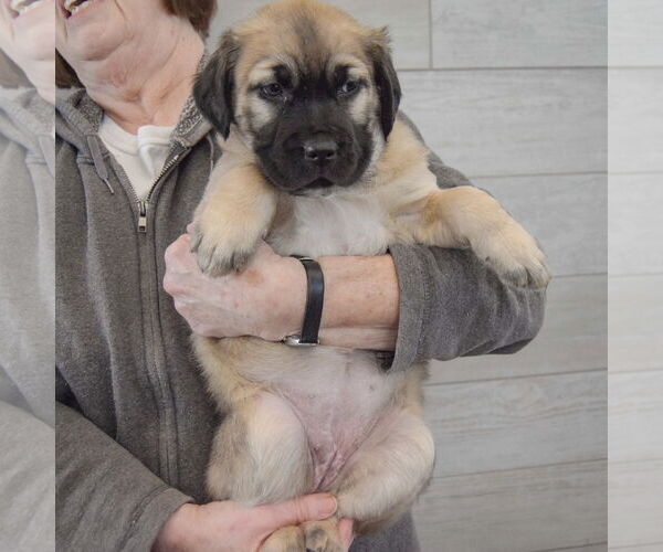 Medium Photo #2 Colonial Cocker Spaniel-German Shepherd Dog Mix Puppy For Sale in Huntley, IL, USA