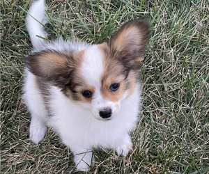 Papillon Puppy for sale in SILVER LAKE, KS, USA