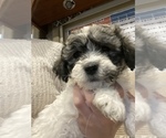 Small Photo #8 Zuchon Puppy For Sale in ACTON, CA, USA