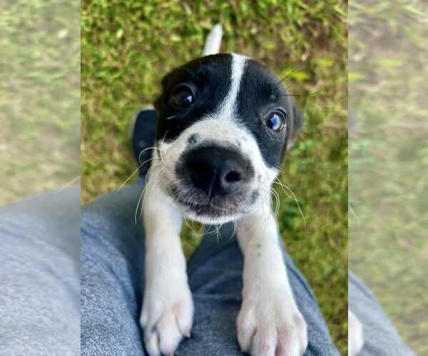 Medium Photo #6 Bogle Puppy For Sale in Osgood, IN, USA