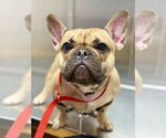 Small #7 French Bulldog