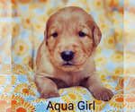 Puppy Aqua Golden Retriever