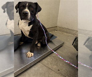 Boxer-Unknown Mix Dogs for adoption in Camarillo, CA, USA