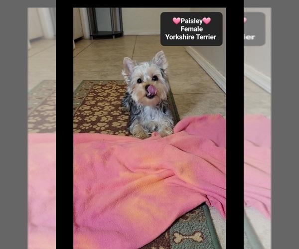 Medium Photo #2 Yorkshire Terrier Puppy For Sale in TUCSON, AZ, USA