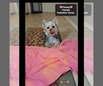 Paisley - Female Yorkshire Terrier Puppy for Sale - Photo #2