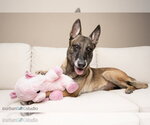 Small Photo #7 Mutt Puppy For Sale in Imlay City, MI, USA