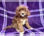 Small #7 Cavapoo