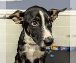 Small #3 Border Collie Mix