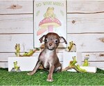 Small Photo #66 Chihuahua Puppy For Sale in CHARLESTON, AR, USA