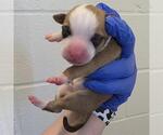 Small American Staffordshire Terrier Mix