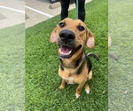Small Beagle Mix