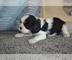 Small #2 Cavalier King Charles Spaniel