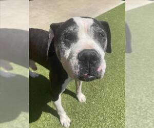 American Staffordshire Terrier-Unknown Mix Dogs for adoption in Derwood, MD, USA