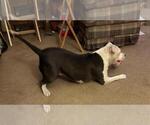 Small Photo #4 American Bully Puppy For Sale in PORTERVILLE, CA, USA