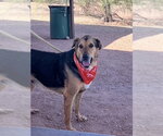 Small #3 German Shepherd Dog Mix