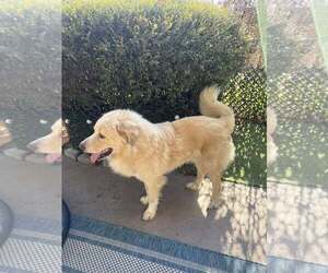 Thor - Male Great Pyrenees Dog for Adoption - Photo #6