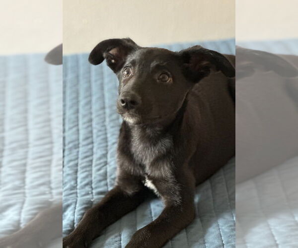 Medium Photo #10 Labrador Retriever-Unknown Mix Puppy For Sale in San Diego, CA, USA