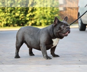 Father of the French Bulldog puppies born on 10/17/2025