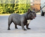 Small Photo #1 French Bulldog Puppy For Sale in FAYETTEVILLE, GA, USA