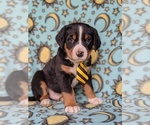 Small Photo #3 Greater Swiss Mountain Dog Puppy For Sale in CHRISTIANA, PA, USA