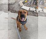 Small #1 Labrador Retriever Mix