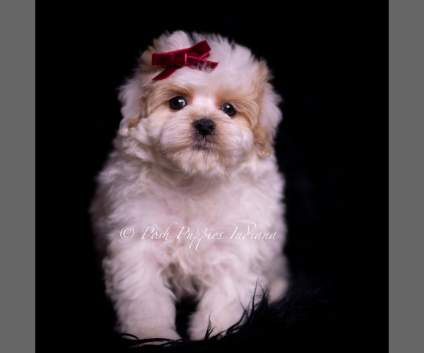 Medium Photo #2 Maltipoo (Miniature) Puppy For Sale in WARSAW, IN, USA