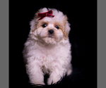 Small #1 Maltipoo (Miniature)
