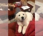 Small #3 Golden Retriever