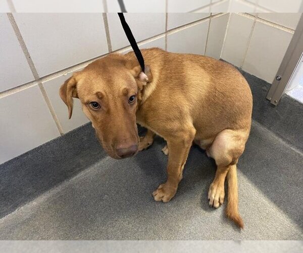 Medium Photo #1 Labrador Retriever-Unknown Mix Puppy For Sale in San Antonio, TX, USA