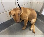 Small Labrador Retriever Mix