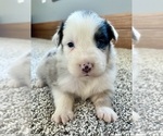 Small #5 Australian Shepherd