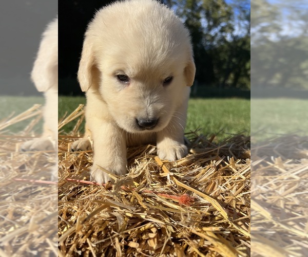 Medium Photo #3 Golden Retriever Puppy For Sale in NEOLA, WV, USA