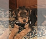 Small Photo #9 Airedale Terrier Puppy For Sale in HAMPTON, GA, USA