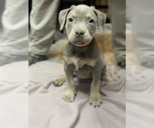 American Bully Puppy for Sale in PARAMOUNT, California USA