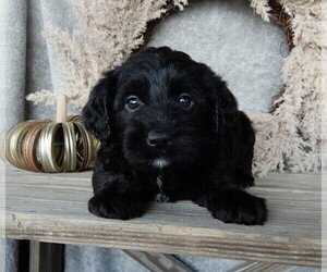 Labradoodle Puppy for sale in MILLERSBURG, OH, USA