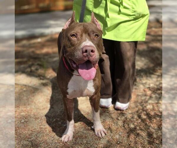 Medium Photo #1 American Pit Bull Terrier-Unknown Mix Puppy For Sale in Las Vegas, NV, USA