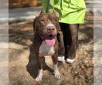 Small American Pit Bull Terrier Mix