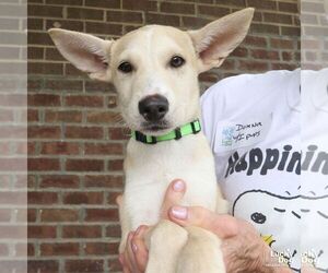 Issa - Female Australian Shepherd-Unknown Mix Dog for Adoption - Photo #2