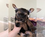 Small #2 Yorkshire Terrier