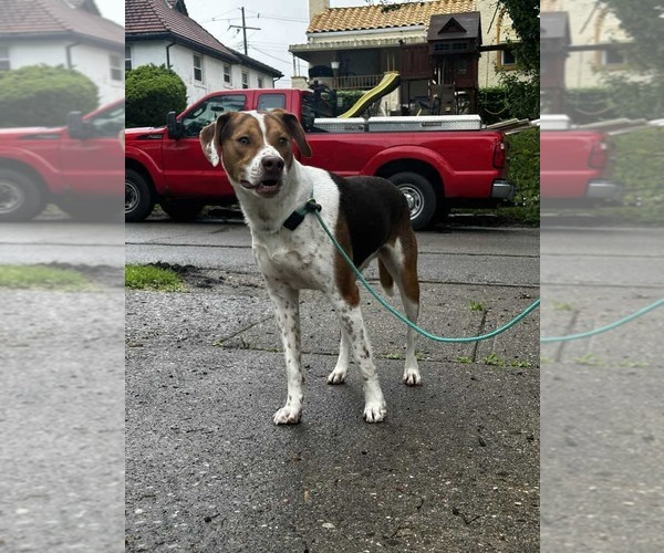 Medium Photo #19 Beagle-Unknown Mix Puppy For Sale in Germantown, OH, USA