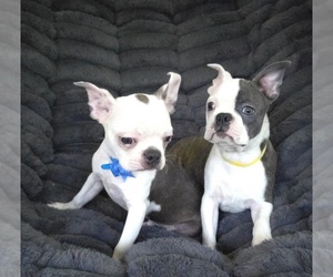 Boston Terrier Puppy for sale in MINERAL WELLS, WV, USA