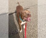 Small #37 American Pit Bull Terrier Mix