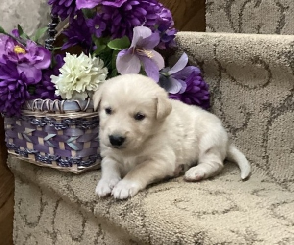Medium Photo #1 Goberian Puppy For Sale in LOYAL, WI, USA