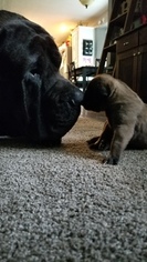 Father of the Mastiff puppies born on 05/12/2018