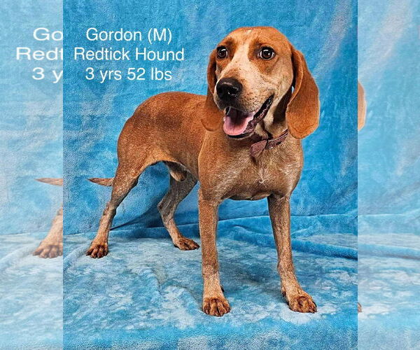 Medium Photo #5 Redbone Coonhound-Unknown Mix Puppy For Sale in pomfret, CT, USA