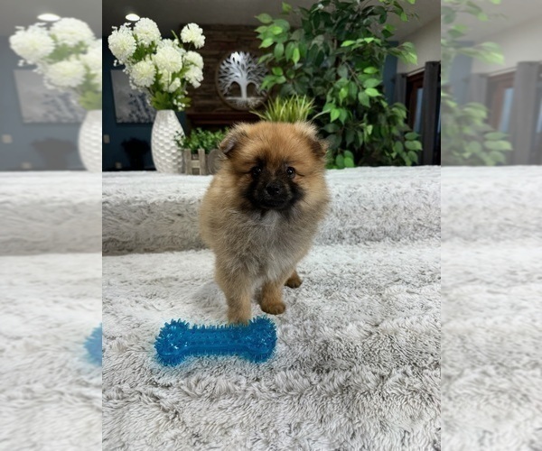 Medium Photo #2 Pomeranian Puppy For Sale in GREENFIELD, IN, USA