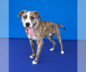 YANCEY - Male Mutt Dog for Adoption - Photo #2