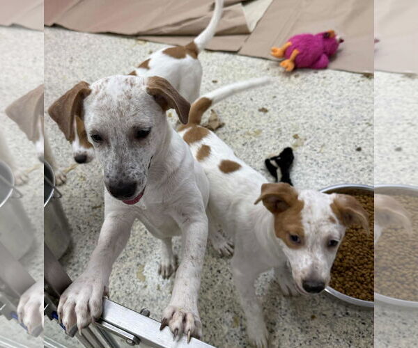 Medium Photo #4 Labrador Retriever-Unknown Mix Puppy For Sale in Mechanicsburg, PA, USA